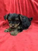 Alex, a male Yorkshire Terrier for sale in Valencia, CA – 2 of 9