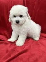 Katty, a female Maltipoo for sale in Valencia, CA – 9 of 9