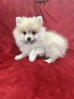 Arnold, a male Pomeranian for sale in Valencia, CA – 10 of 10