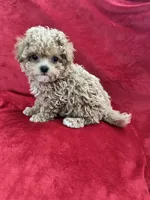 Valentino, a male Maltipoo for sale in Valencia, CA – 6 of 10