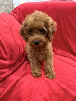 Gina, a female Poodle - Toy  for sale in Valencia, CA – 3 of 8