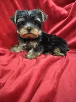 Mila, a female Yorkshire Terrier for sale in Valencia, CA – 7 of 9