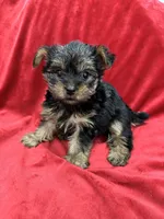 Maia, a female Yorkshire Terrier for sale in Valencia, CA – 9 of 10