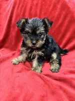 Maia, a female Yorkshire Terrier for sale in Valencia, CA – 7 of 10