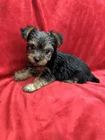 Paris, a female Yorkshire Terrier for sale in Valencia, CA – 5 of 10