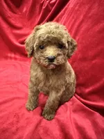 Cooper, a male Poodle - Toy  for sale in Valencia, CA – 10 of 10