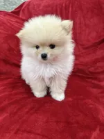 Jordi, a male Pomeranian for sale in Valencia, CA – 6 of 10