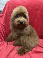 Sammy, a male Poodle - Toy  for sale in Valencia, CA – 5 of 10