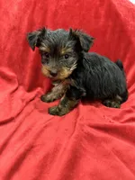 Axel, a male Yorkshire Terrier for sale in Valencia, CA – 2 of 10