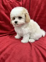 Tony, a male Maltipoo for sale in Valencia, CA – Photo 6 of 10