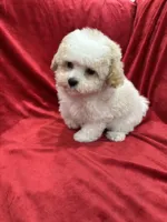 Tony, a male Maltipoo for sale in Valencia, CA – Photo 8 of 10