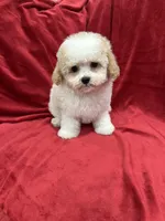 Tony, a male Maltipoo for sale in Valencia, CA – Photo 7 of 10