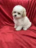 Tony, a male Maltipoo for sale in Valencia, CA – Photo 2 of 10