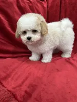 Tony, a male Maltipoo for sale in Valencia, CA – Photo 4 of 10