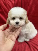 Tony, a male Maltipoo for sale in Valencia, CA – Photo 1 of 10