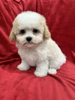 Tony, a male Maltipoo for sale in Valencia, CA – Photo 9 of 10