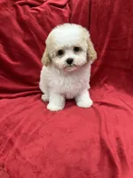 Tony, a male Maltipoo for sale in Valencia, CA – Photo 10 of 10
