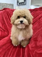 Theo, a male Maltipoo for sale in Valencia, CA – 6 of 10