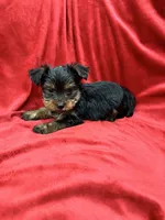 Axel, a male Yorkshire Terrier for sale in Valencia, CA – 9 of 10