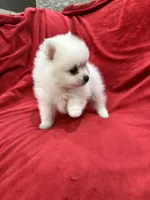 Milo, a male Pomeranian for sale in Valencia, CA – 7 of 10