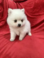 Milo, a male Pomeranian for sale in Valencia, CA – 3 of 10