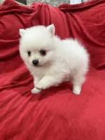 Milo, a male Pomeranian for sale in Valencia, CA – 4 of 10
