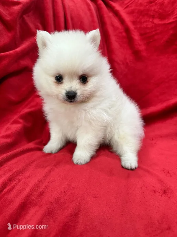 Milo, a male Pomeranian for sale in Valencia, CA – 1 of 10
