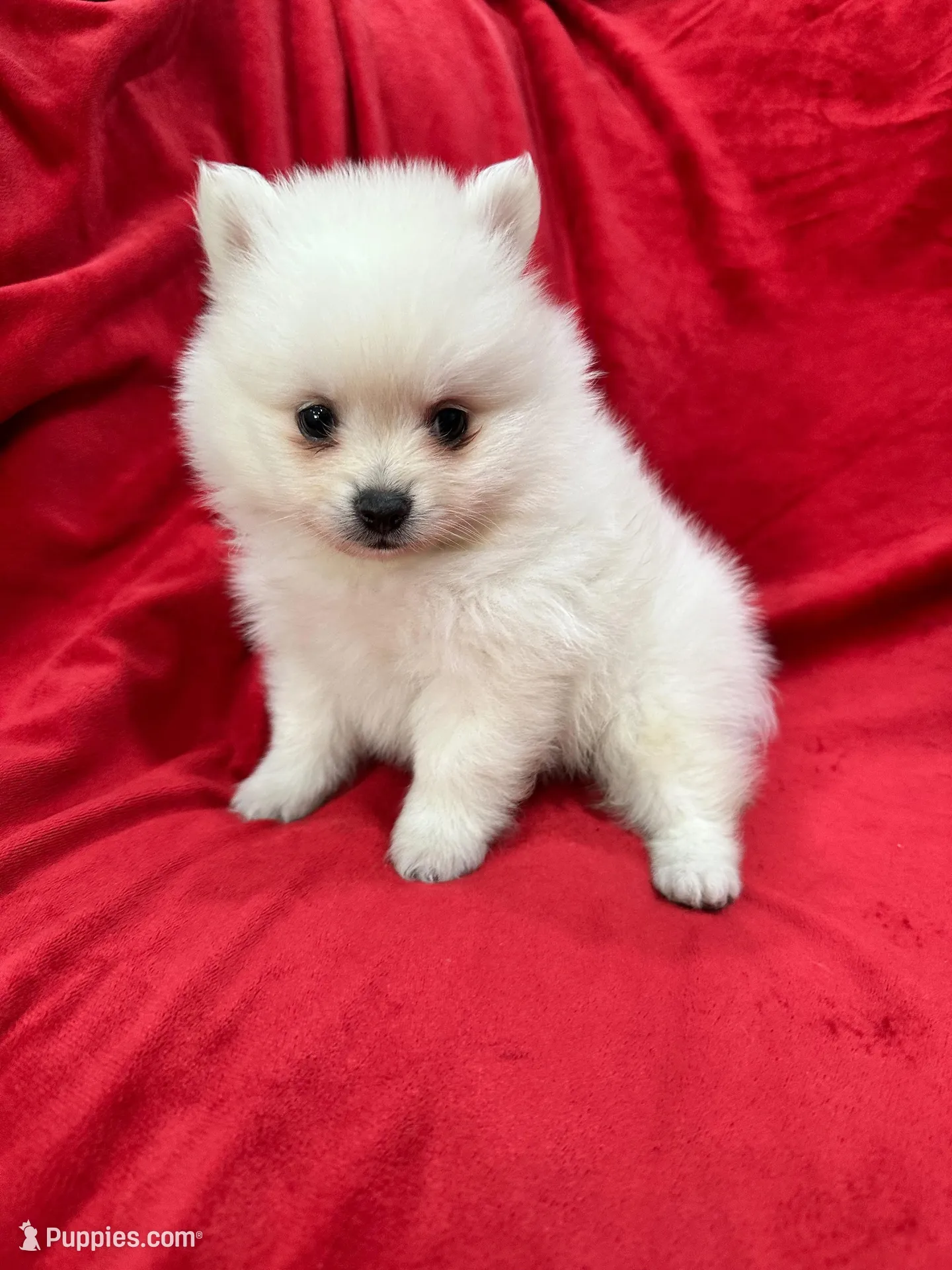 Milo, a male Pomeranian for sale in Valencia, CA – 1 of 10