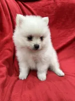 Milo, a male Pomeranian for sale in Valencia, CA – 10 of 10