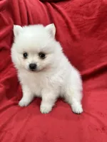 Milo, a male Pomeranian for sale in Valencia, CA – 8 of 10
