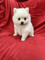 Milo, a male Pomeranian for sale in Valencia, CA – 5 of 10