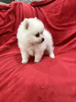 Milo, a male Pomeranian for sale in Valencia, CA – 6 of 10
