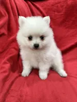 Milo, a male Pomeranian for sale in Valencia, CA – 9 of 10
