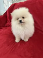 Channel , a female Pomeranian for sale in Valencia, CA – 5 of 10