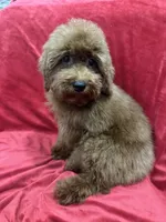 Sammy, a male Poodle - Toy  for sale in Valencia, CA – 10 of 10