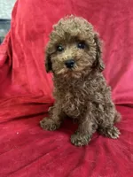 Milo, a male Poodle - Toy  for sale in Valencia, CA – 4 of 9