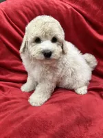Bruno, a male Maltipoo for sale in Valencia, CA – 3 of 10