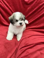 Oliver, a male Shihpoo for sale in Valencia, CA – 1 of 10