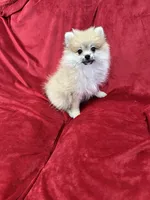 Cobby, a male Pomeranian for sale in Valencia, CA – 6 of 10