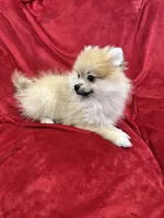 Cobby, a male Pomeranian for sale in Valencia, CA – 8 of 10