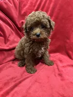 Little Cooper, a male Poodle - Toy  for sale in Valencia, CA – 9 of 10