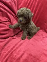 Little Cooper, a male Poodle - Toy  for sale in Valencia, CA – 4 of 10