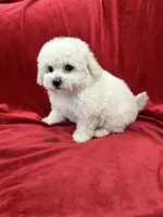Lucy, a female Maltipoo for sale in Valencia, CA – 4 of 10