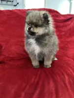 Coco, a male Pomeranian for sale in Valencia, CA – 2 of 10
