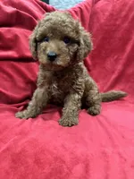 Maxi , a male Maltipoo for sale in Valencia, CA – 3 of 10