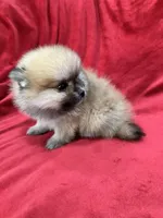 Kiko, a male Pomeranian for sale in Valencia, CA – 8 of 10