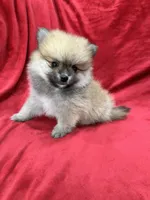 Kiko, a male Pomeranian for sale in Valencia, CA – 9 of 10