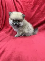 Kiko, a male Pomeranian for sale in Valencia, CA – 2 of 10