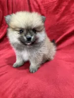 Kiko, a male Pomeranian for sale in Valencia, CA – 10 of 10