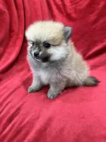 Kiko, a male Pomeranian for sale in Valencia, CA – 7 of 10